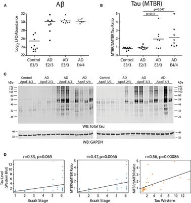 Effects of APOE Genotype on Brain Proteomic Network and Cell Type Changes in Alzheimer's Disease